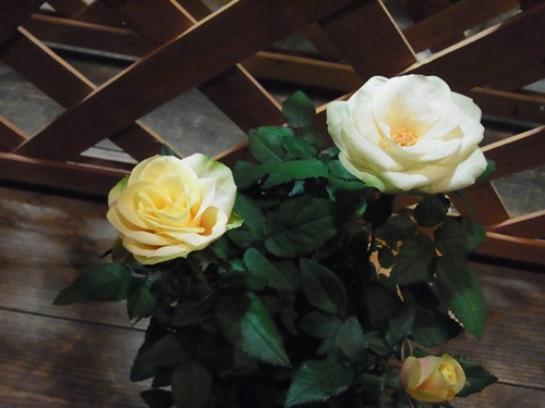 �����ա��ե������С�