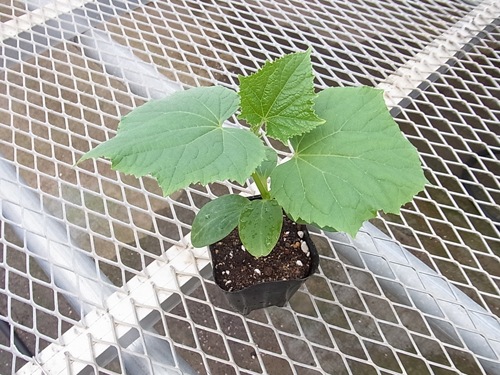 ڤƤޤġ ե奦  Ǻ 9cmݥå     ڿ͵