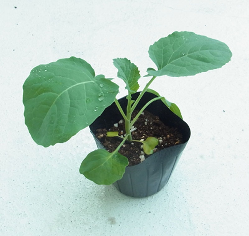 ڤƤޤġ ֥å꡼   9cmݥå     ڿ͵ պ ڿ͵