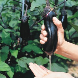 �ʥ��μ�/�ߤ���