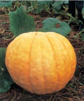 ���ܥ���μ���ȥ��ƥ��å����㥤�����