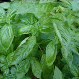 �������ȥХ���μ�