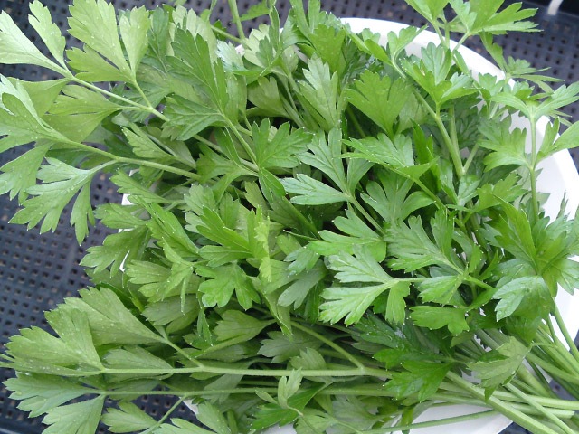 �����ꥢ��ѥ���μ�