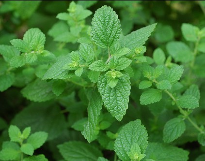 ����С���μ�