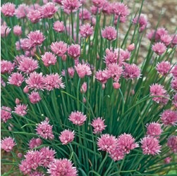 ���㥤�֤μ�