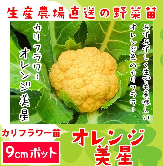 �ڤƤ��ޤ��ġ� ����ե��� ��������� 9cm�ݥå� ����� ���� �� ���� �ڿ͵��� �պ��� �ڿ͵���