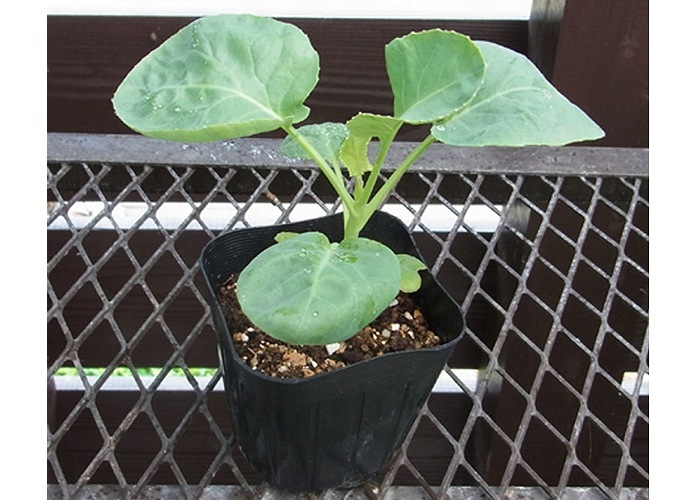 �ڤƤ��ޤ��ġ� ����ե��� ��������� 9cm�ݥå� ����� ���� �� ���� �ڿ͵��� �պ��� �ڿ͵���