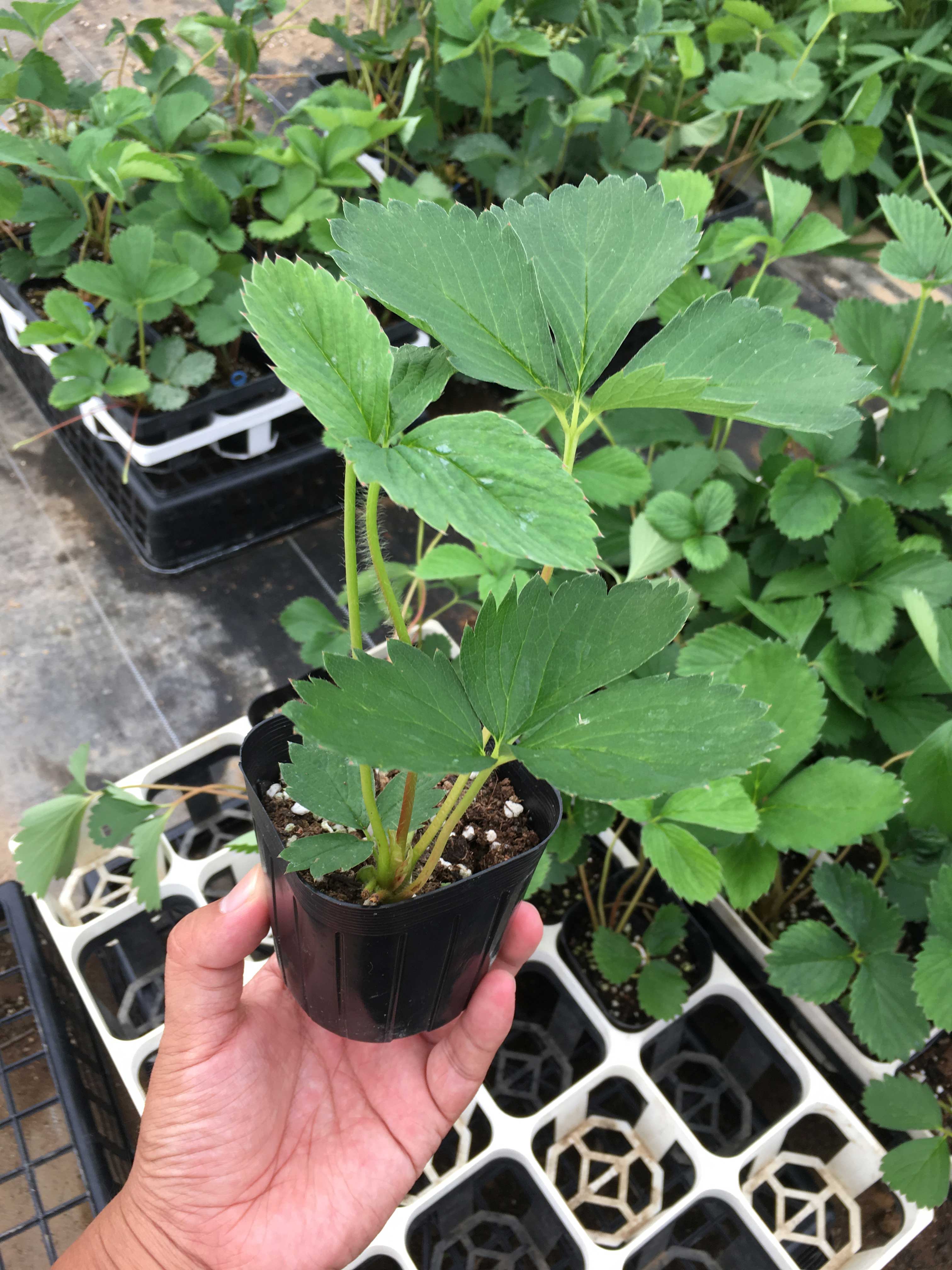 �ڤƤ��ޤ��ġ�  �Ȥ�Τ� 6-9cm�ݥå� ����� ���� �� ���� �ڿ͵���