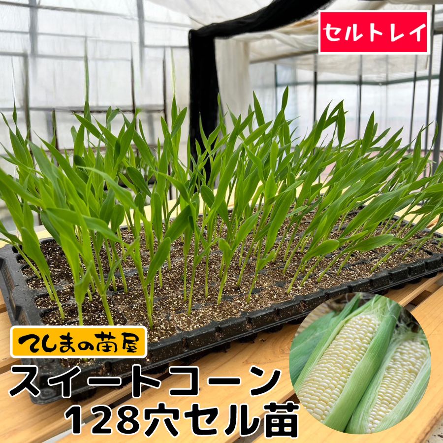 �ڤƤ��ޤ��ġ�  �������ȥ����� 128���120���ݾڡˢ��������٤ޤ������ʼ����ϤǤ��ޤ���