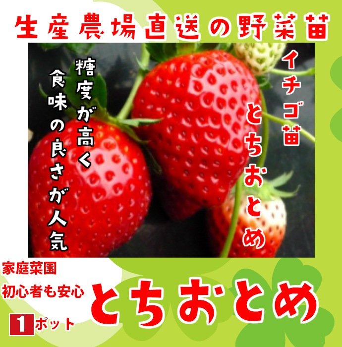 �ڤƤ��ޤ��ġ�  �Ȥ����Ȥ� 9cm�ݥå� ����� ���� �� ���� �ڿ͵���