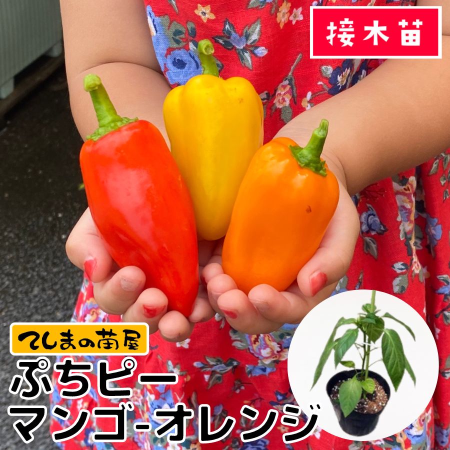 �ڤƤ��ޤ��ġۥ��顼�ԡ��ޥ��ġ��פ��ԡ����ޥ󥴡�����󥸡��Ǻ������ġ�9cm�ݥå� �ڿ͵���