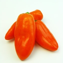 �ڤƤ��ޤ��ġۥ��顼�ԡ��ޥ��ġ��פ��ԡ����ޥ󥴡�����󥸡��Ǻ������ġ�9cm�ݥå� �ڿ͵���