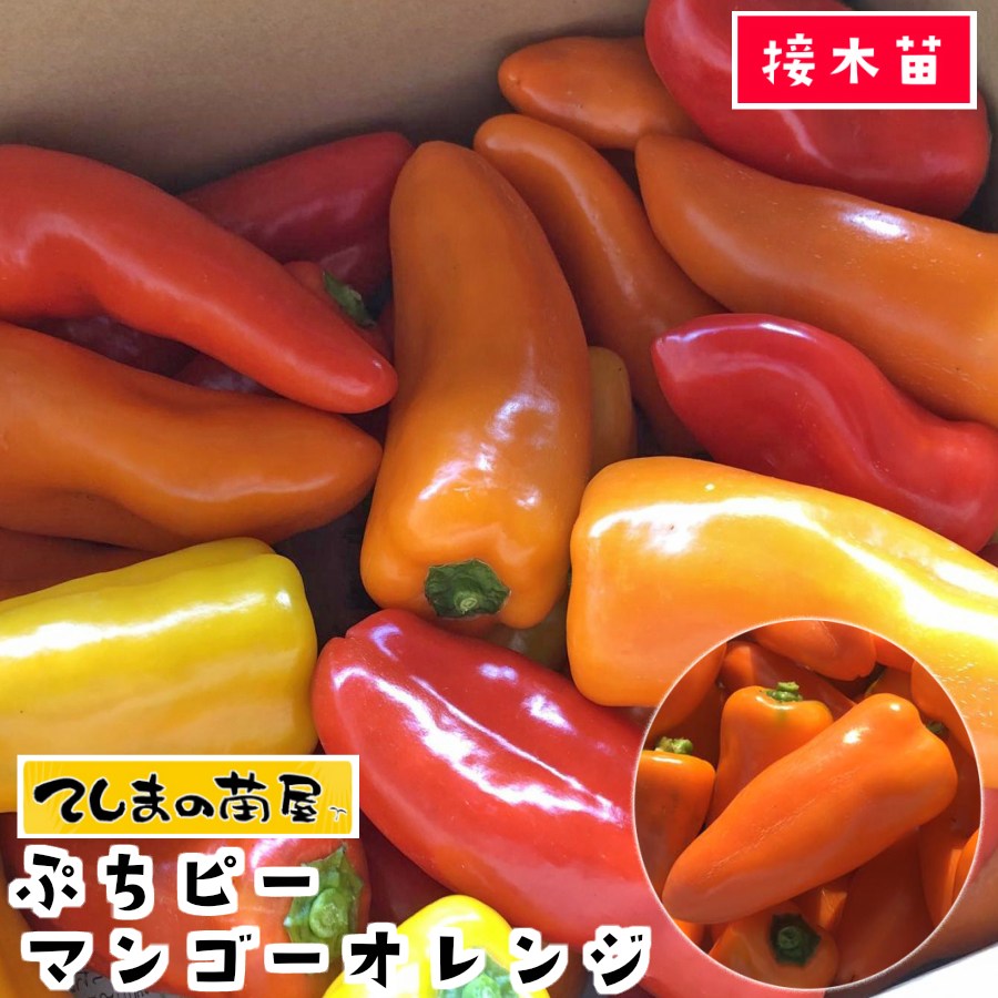 �ڤƤ��ޤ��ġۥ��顼�ԡ��ޥ��ġ��פ��ԡ����ޥ󥴡�����󥸡��Ǻ������ġ�9cm�ݥå� �ڿ͵���