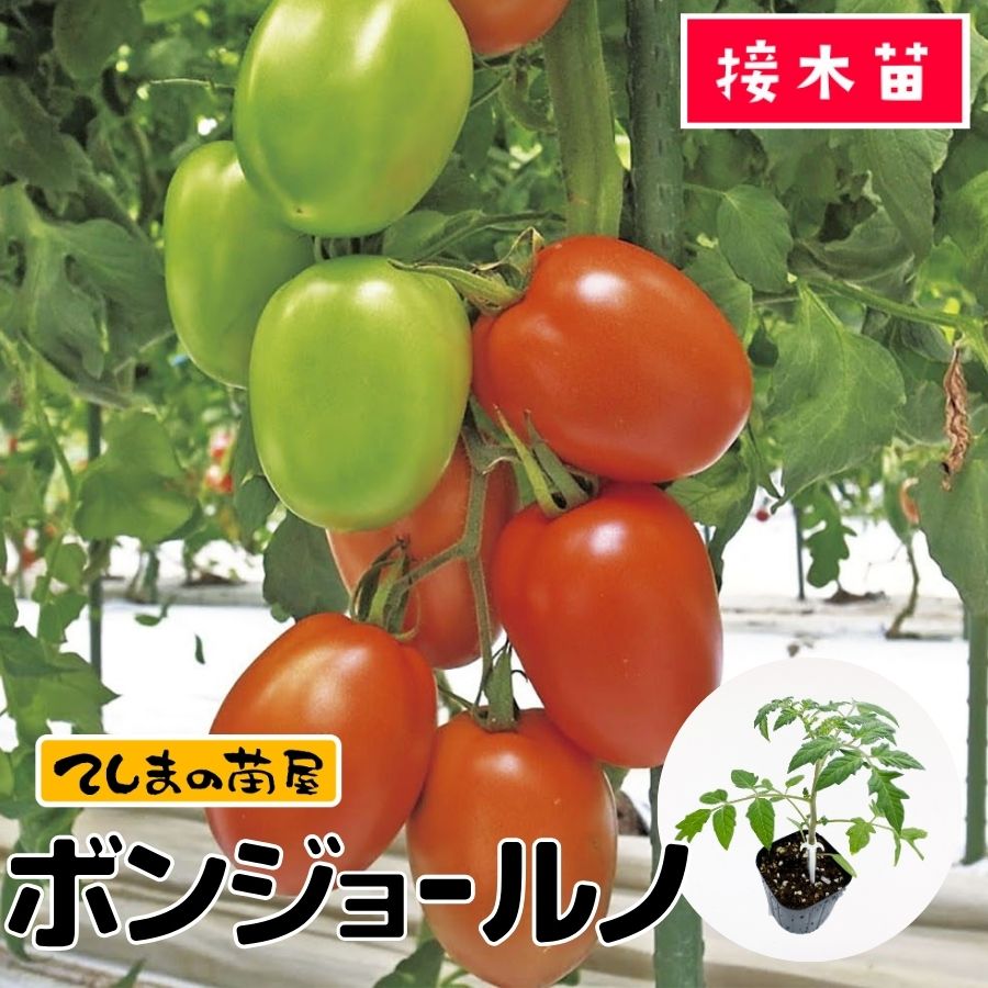 ڤƤޤġ̥ȥޥġܥ󥸥硼Ρ9ݥå Ǻ