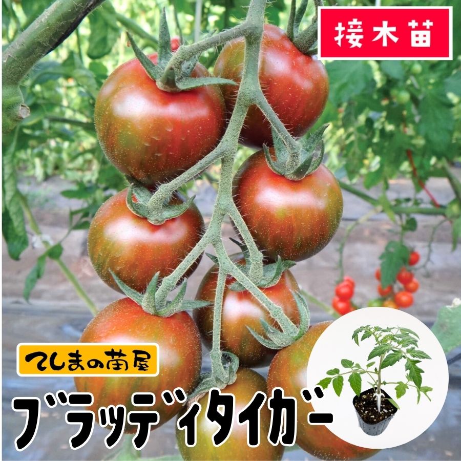 ڤƤޤġۥߥ˥ȥޥġ֥åǥ9ݥå Ǻ