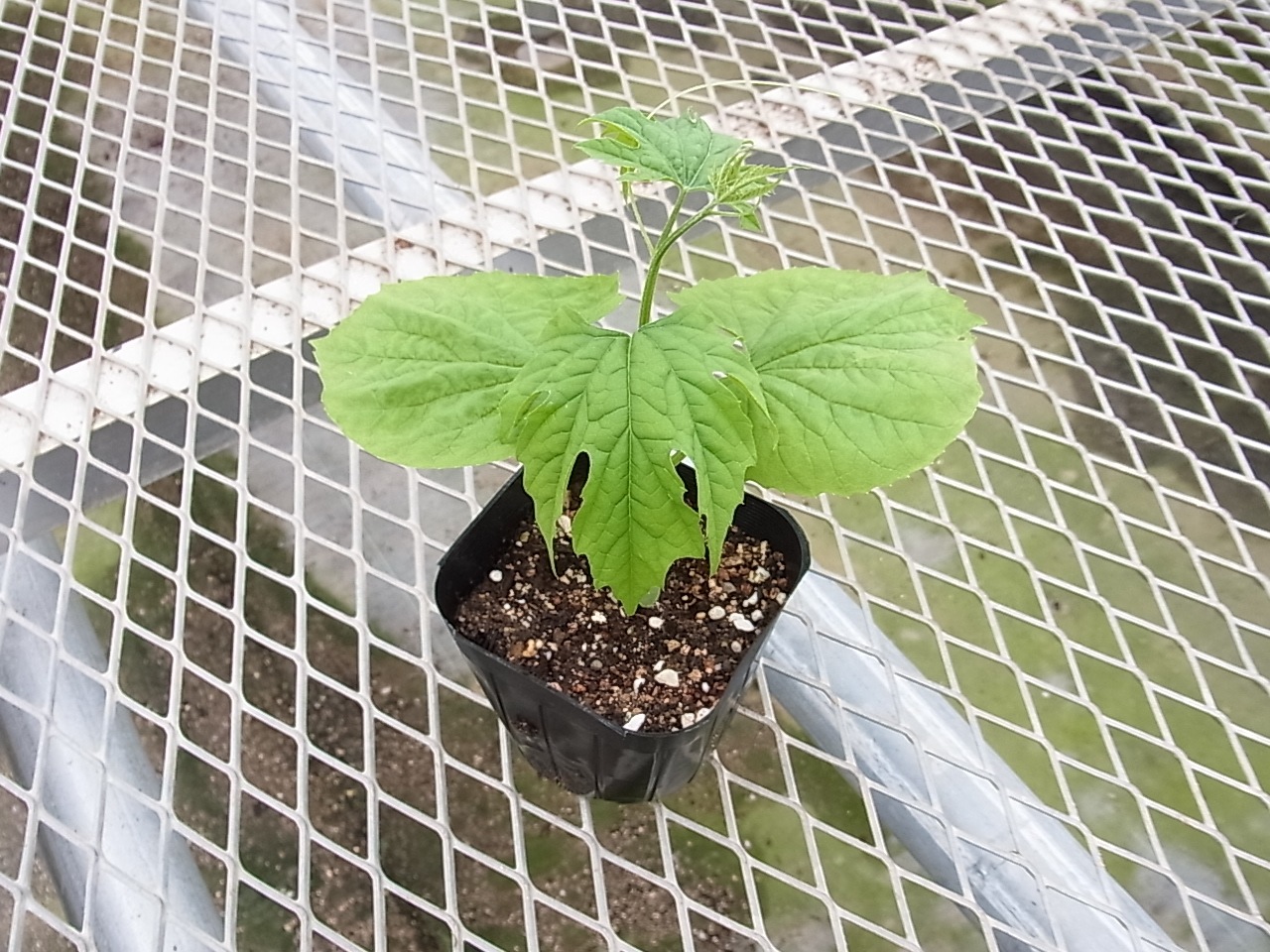 てしまの苗 ゴーヤ 沖縄中長ゴーヤ 実生苗 9cmポット 野菜苗 培土 種 堆肥 人気 てしまの野菜苗 果菜類の苗 ゴーヤ てしまの苗屋 本店