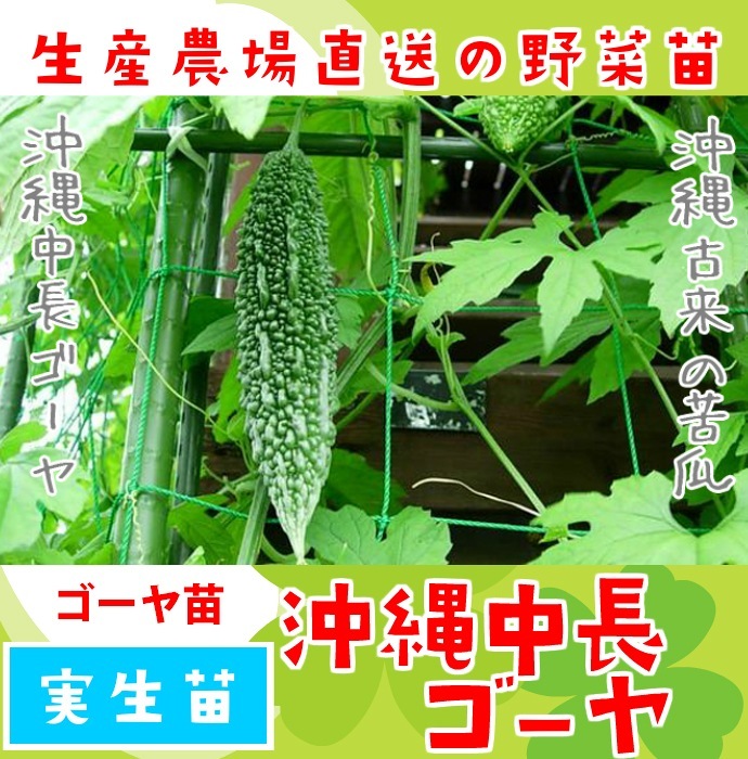 �ڤƤ��ޤ��ġ� ������ ������Ĺ������ ������ 9cm�ݥå� ����� ���� �� ���� �ڿ͵���