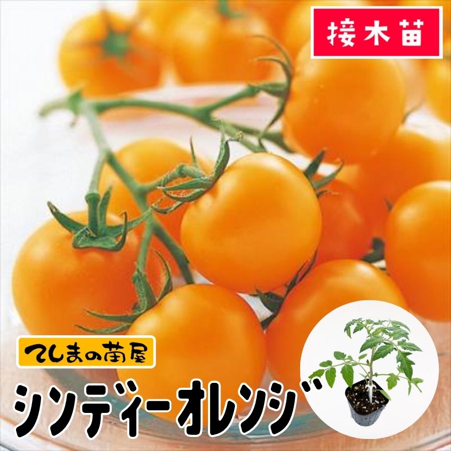 �ڤƤ��ޤ��ġ���̥ȥޥ��� ����ǥ�-����󥸡�9����ݥå� �Ǻ�������