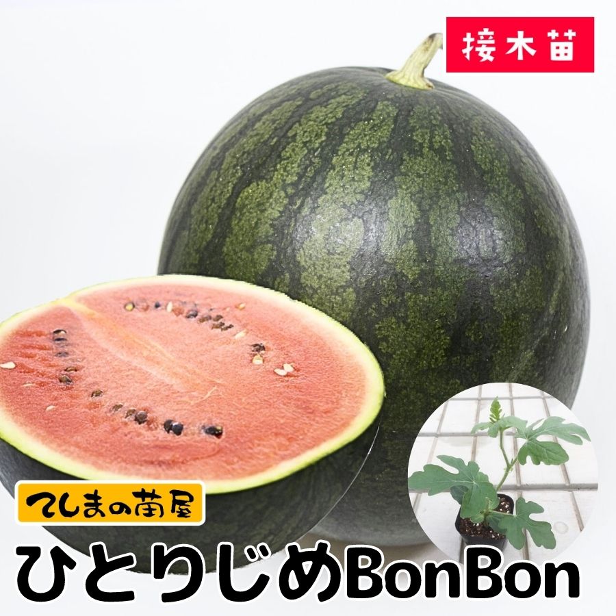 ڤƤޤġۥġҤȤꤸBonBonǺġ9cmݥåȡ