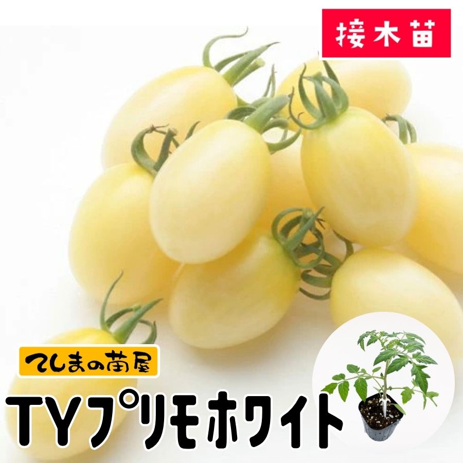 ڤƤޤġۥߥ˥ȥޥġTYץۥ磻ȡ9ݥå Ǻ