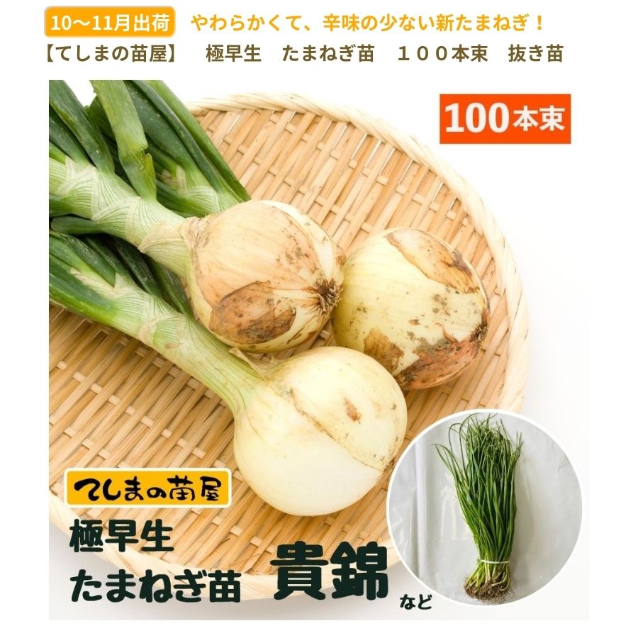 ޤͤ ȴ 100« ӡѡåסȥåץ320ΤŤ줫 ʼԲ 10ܡȯ ޥͥ