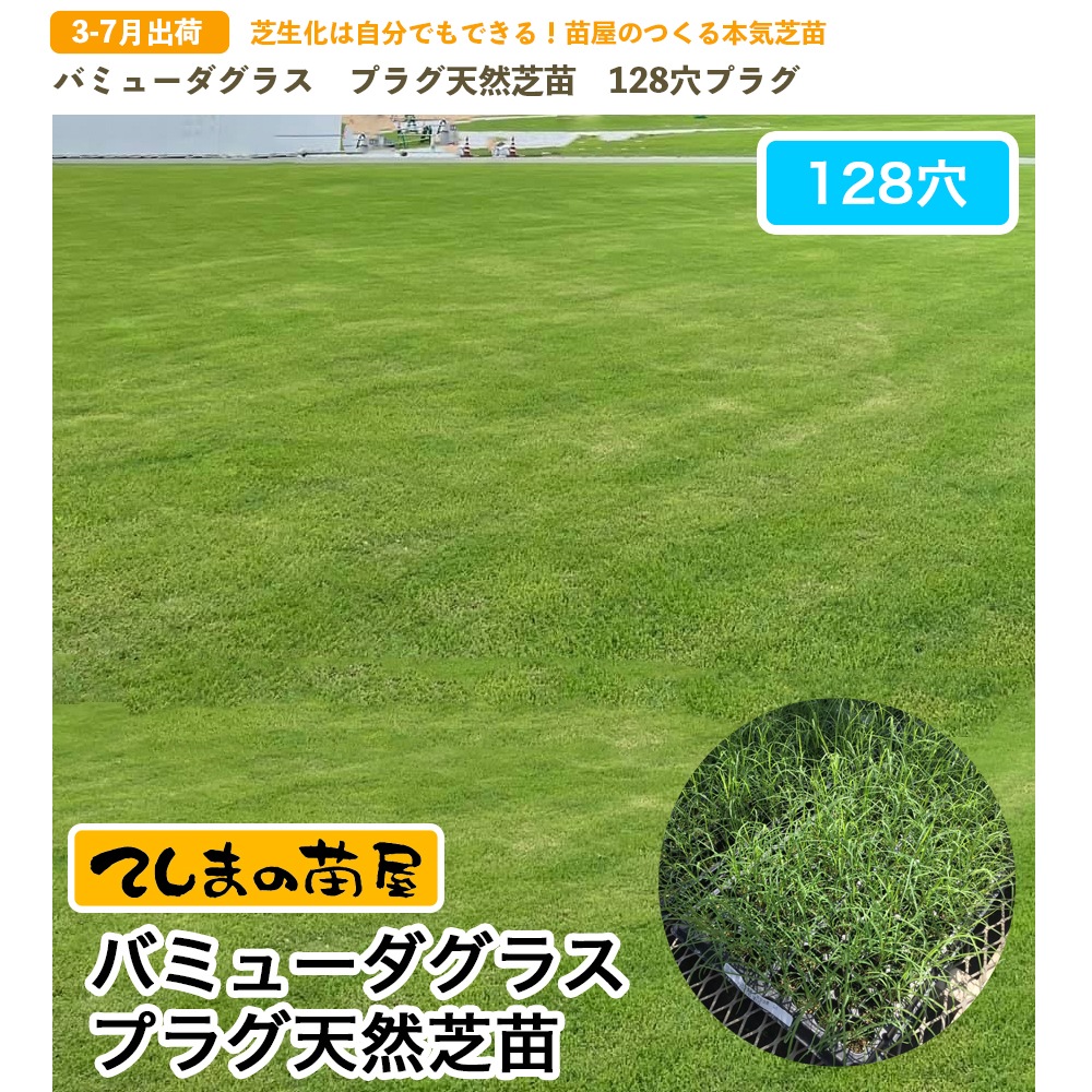 �ڤƤ��ޤ��ġ� �Хߥ塼�����饹 �ץ饰ŷ������ 128��ץ饰��������ʸ��1�������٤�Ǽ��