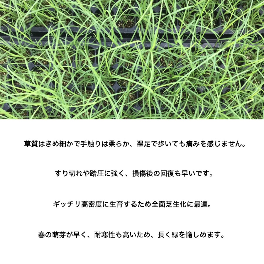 �ڤƤ��ޤ��ġ� �Хߥ塼�����饹 �ץ饰ŷ������ 128��ץ饰��������ʸ��1�������٤�Ǽ��