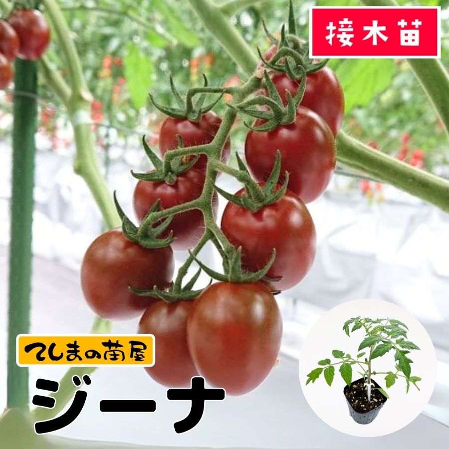 ڤƤޤġۥߥ˥ȥޥġʡ9ݥå Ǻ