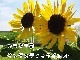 �ڥҥޥ���ġۡ����󥿥��ƥ��å�����������10.5cm�ݥåȡ��ڿ͵���