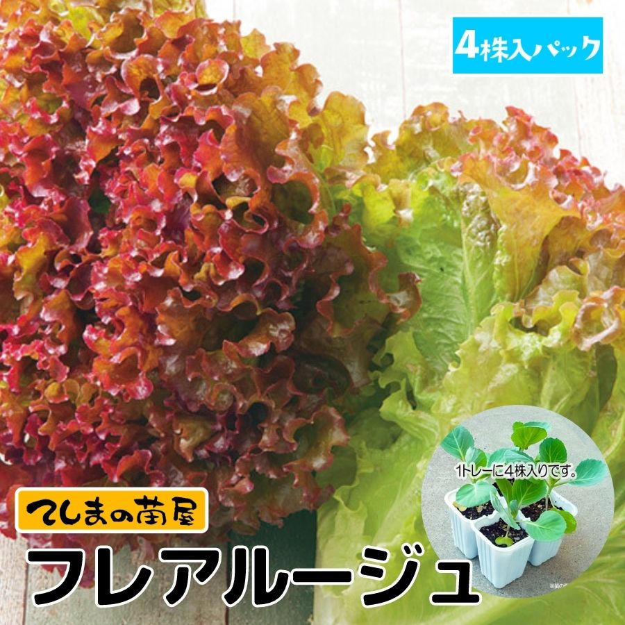 ڤƤޤġ ˡ쥿  ե쥢롼 4ѥå