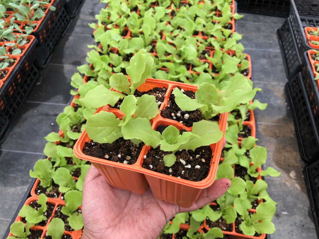 ڤƤޤġ ˡ쥿  ե쥢롼 4ѥå