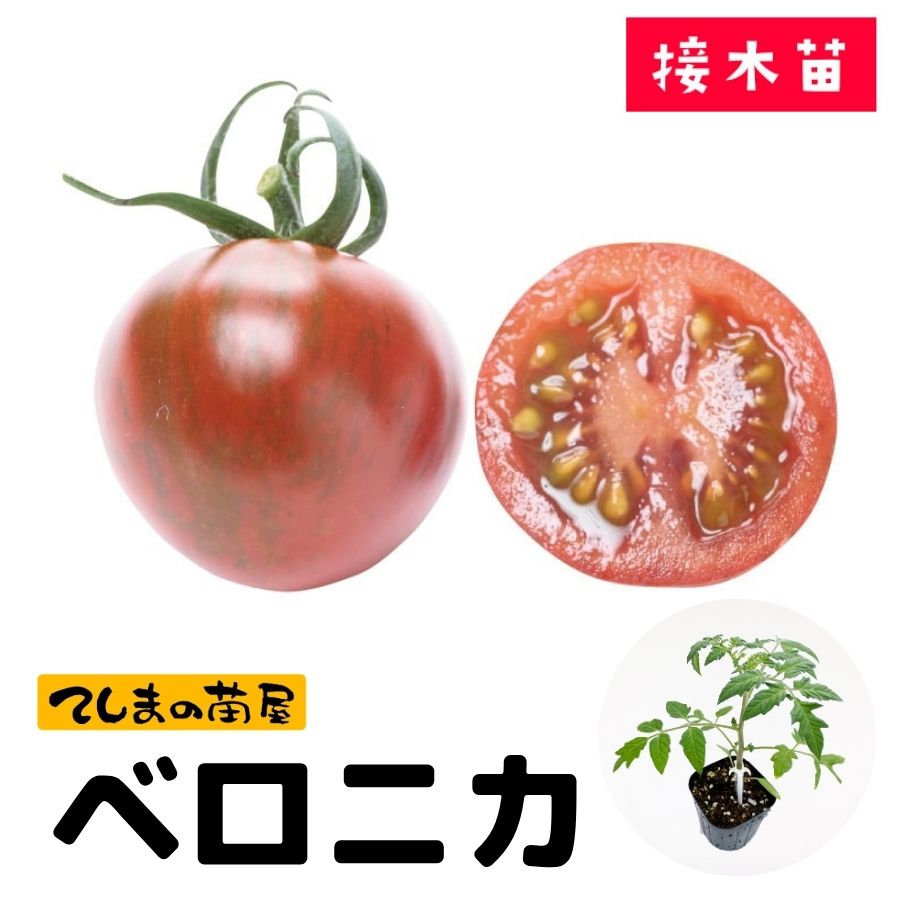 �ڤƤ��ޤ��ġۥߥ˥ȥޥ��ġ��٥��˥���9����ݥå� �Ǻ�������