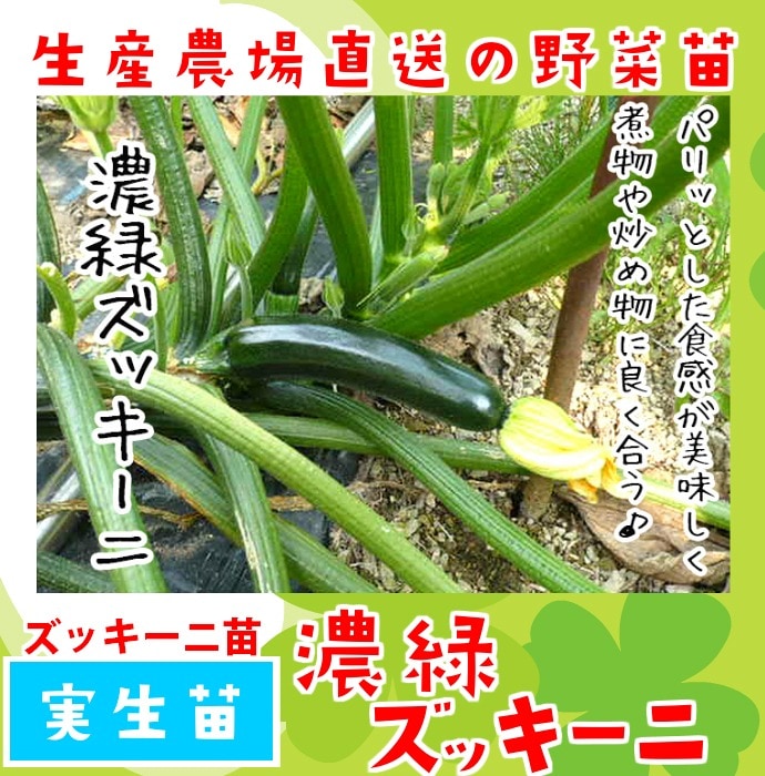 �ڤƤ��ޤ��ġ� ���å������� ǻ�Х��å����� ������ 9cm�ݥå� ����� ���� �� ���� �ڿ͵���