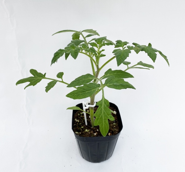 �ڤƤ��ޤ��ġ���̥ȥޥ��ġ�����Ϻ���������Ǻ������ġ�9cm�ݥåȡ�����ġ�