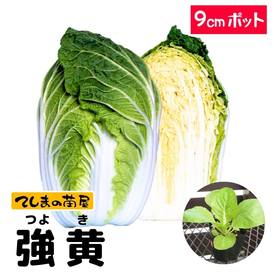ڤƤޤġۥϥġ9ݥå 