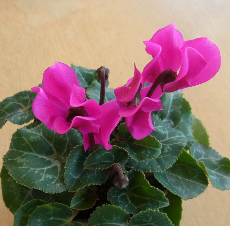 �����ǥ󥷥�����9cm�ݥå�