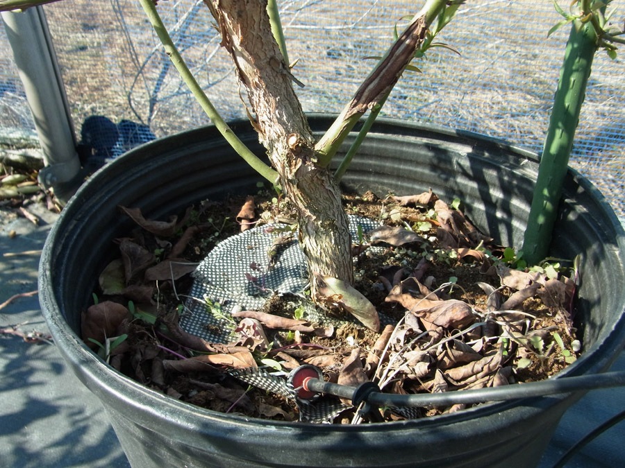 5ǯ���� �֥롼�٥꡼�� ���㡼�ץ֥롼