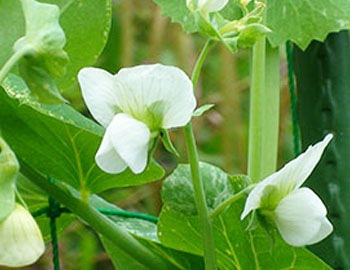 エンドウ苗 あずみ野30日絹さや 9cmポット 野菜苗 培土 種 堆肥 人気 すべての商品 てしまの苗屋 本店