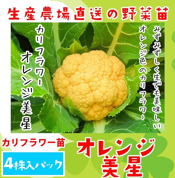 �ڤƤ��ޤ��ġ� ����ե��� ��������� 4������ѥå� �պ��� �ڿ͵���