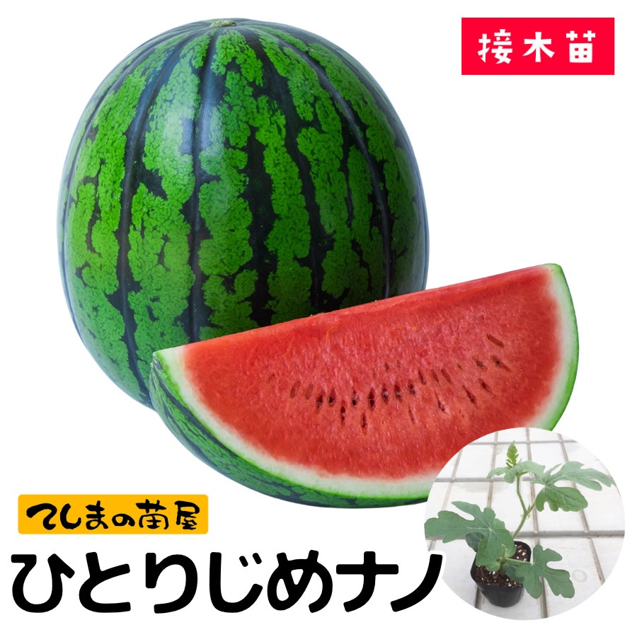 �ڤƤ��ޤ��ġ� ���̥��������ҤȤꤸ��ʥ� ���Ǻ������ġ� 9cm�ݥåȡ������