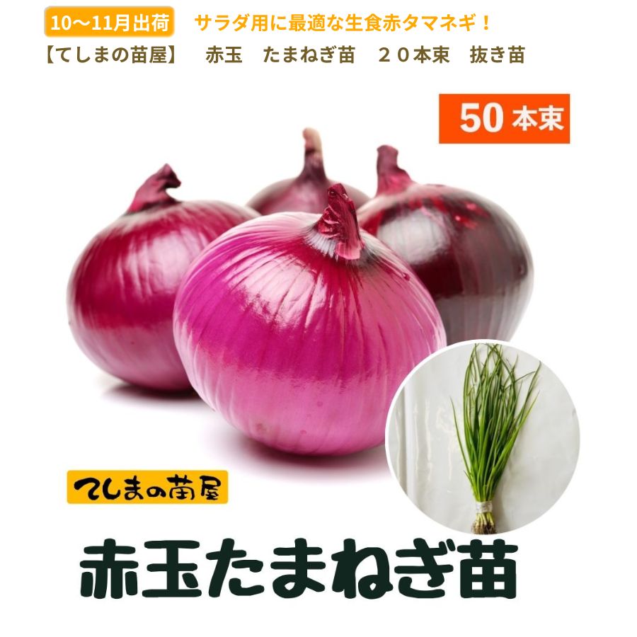 ֶ̤ޤͤ ȴ 50« åɡʤåɥޡΤŤ줫 11ܡȯ ޥͥ