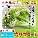 �ڤƤ��ޤ��ġ� ����ե��� ����ե����� 4������ѥå� �պ��� �ڿ͵���