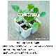 �ڤƤ��ޤ��ġ� ����ե��� ����ե����� 4������ѥå� �պ��� �ڿ͵���