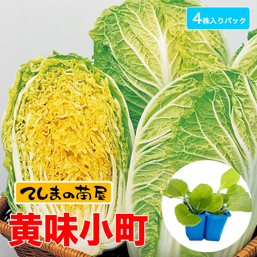 てしまの苗】 ミニハクサイ苗 黄味小町 実生苗 4株入りパック 【人気