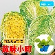 �ڤƤ��ޤ��ġ� �ߥ˥ϥ������� ��̣��Į ������ ��������ѥå� �ڿ͵���