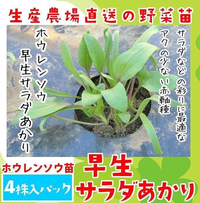�ڤƤ��ޤ��ġ� �ۥ���󥽥��� ���������������  4������ѥå�  �պ��� �ڿ͵���