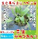 �ڤƤ��ޤ��ġ� �ۥ���󥽥��� ���������������  4������ѥå�  �պ��� �ڿ͵���