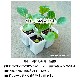 �ڤƤ��ޤ��ġ� �ۥ���󥽥��� ���������������  4������ѥå�  �պ��� �ڿ͵���