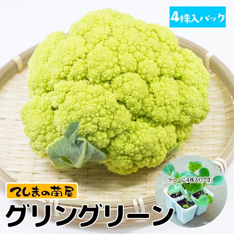 �ڤƤ��ޤ��ġۥ���ե��� ������󥰥꡼��4������ѥå�