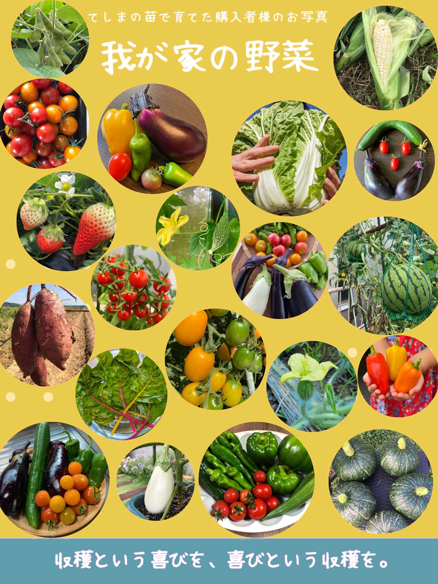 �ڤƤ��ޤ��ġۥ���ե��� ������󥰥꡼��4������ѥå�